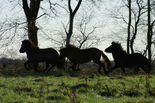 Copyright S. M&uuml;ller-Uloth