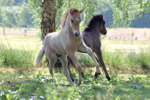 Copyright S. M&uuml;ller-Uloth