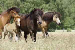Garpur und Deckherde