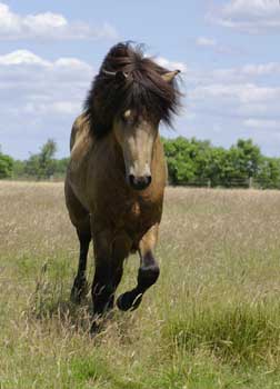 Copyright S. M&uuml;ller-Uloth