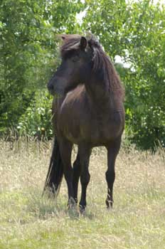 Copyright S. M&uuml;ller-Uloth