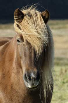 Copyright S. M&uuml;ller-Uloth