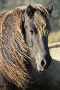 Copyright S. M&uuml;ller-Uloth