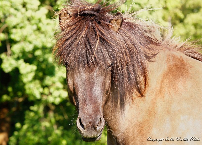 Hrafnkatla.jpg - Hrafnkatla von Heidmoor - eine der letzten Kolskeggur fra Asmundarstoedum Toechter