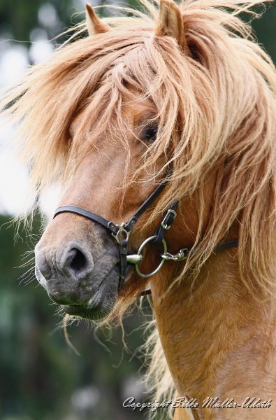 _MG_0030.jpg - Farsaell von Heidmoor