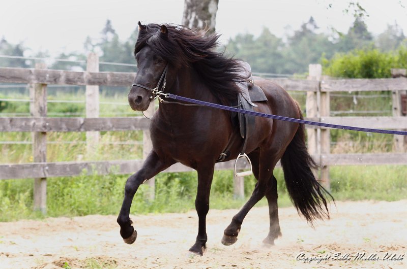 _MG_0045.jpg - Noah von Heidmoor - die ersten Schritte in Richtung Reitpferd
