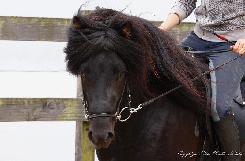 _MG_0103.jpg - Noah von Heidmoor - die ersten Schritte in Richtung Reitpferd
