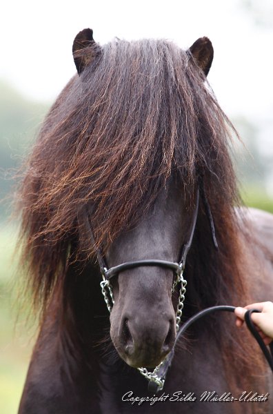 _MG_0182.jpg - Noah von Heidmoor - ein Ylur von Heidmoor Sohn (Hengst)
