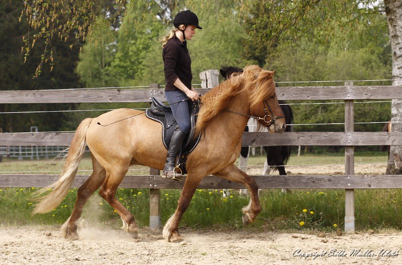 _MG_0697.JPG - Farsaell von Heidmoor - der Sohn von Freyja von Heidmoor - mit Katharina Mausolf.
