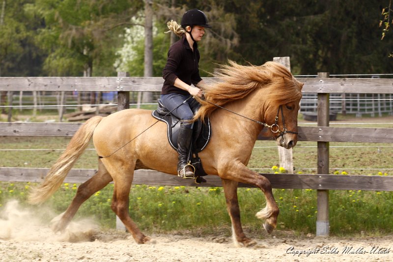 _MG_0740.JPG - Auch Farsaell hat sich prima entwickelt und ist ein sehr schönes Reitpferd geworden.