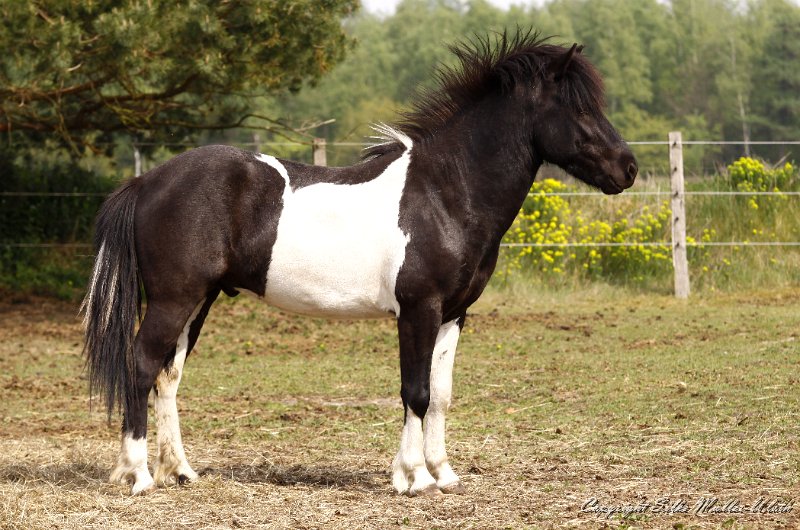 _MG_0790.JPG - Skelmir von Oyle - Wo ist der naechste Sparingpartner?
