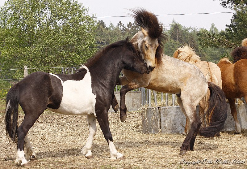 _MG_0800.JPG - Skelmir und David - Fitnessprogramm für Junghengste