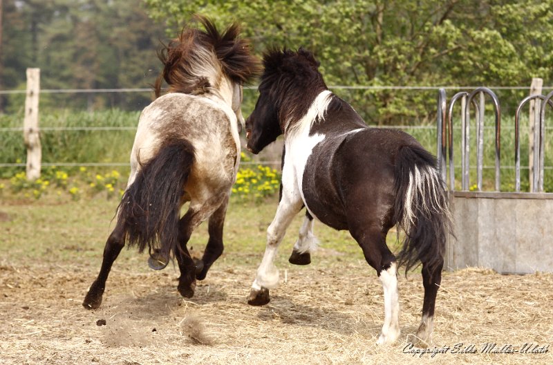 _MG_0803.JPG - Skelmir und David - Fitnessprogramm für Junghengste