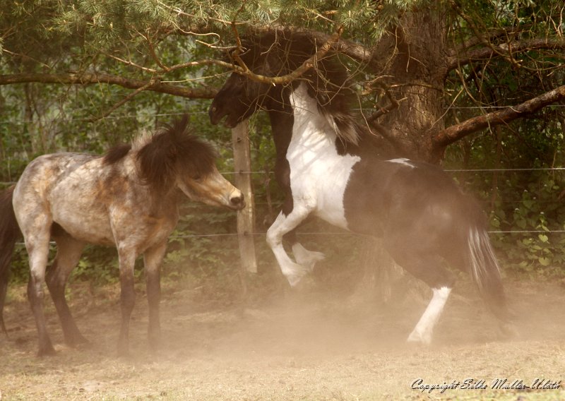_MG_0806.JPG - Skelmir und David - Fitnessprogramm für Junghengste