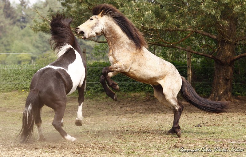 _MG_0827.JPG - Skelmir und David - Fitnessprogramm für Junghengste