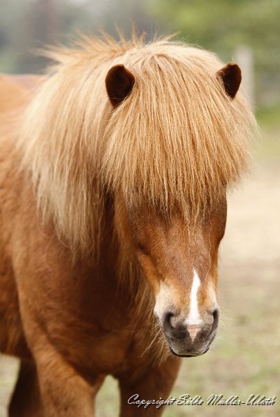 _MG_0839.JPG - Fjandi von Heidmoor