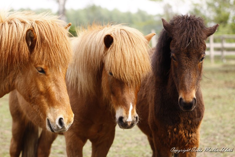 _MG_0840.JPG - Waehrend die anderen toben , geniessen die drei die Sonne.