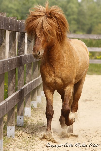 _MG_0853.JPG - Farsaell von Heidmoor