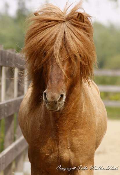 _MG_0856.JPG - Farsaell von Heidmoor - ein Pferd mit viel Ausdruck.