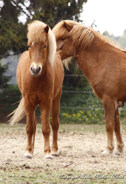_MG_0866.JPG - Junghengste