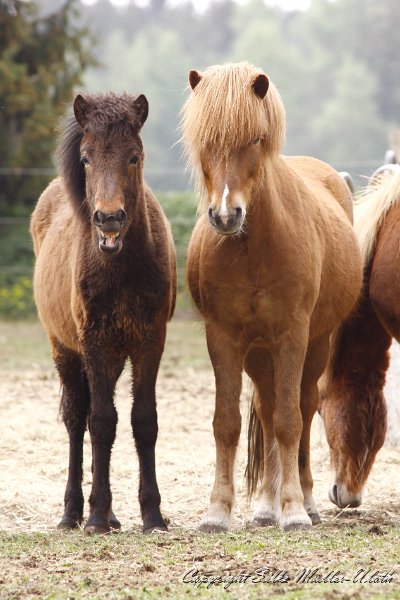 _MG_0874.JPG - Darwin von Heidmoor (geb. 2010) und Fjandi von Heidmoor