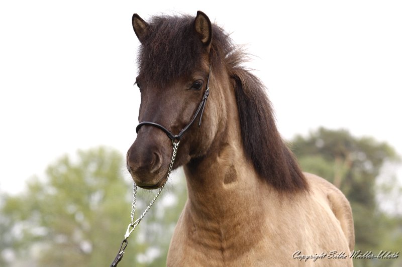 _MG_0910.JPG - Bjoerk von Heidmoor - eine Ylur von Heidmoor Tochter