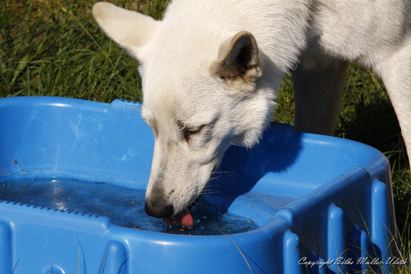 _MG_1341.JPG - Karlos geniesst es auch nach Lust und Laune im Garten den ganzen Tag toben zu koennen.