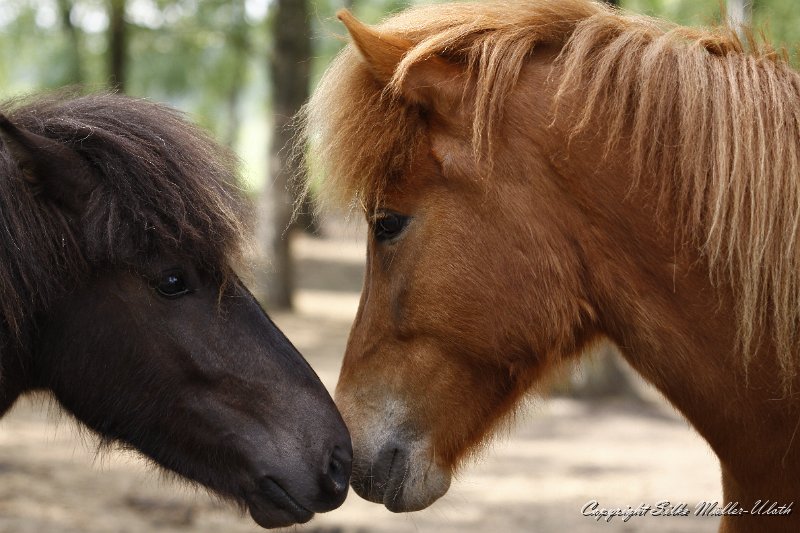 _MG_2479.JPG - Jungstuten