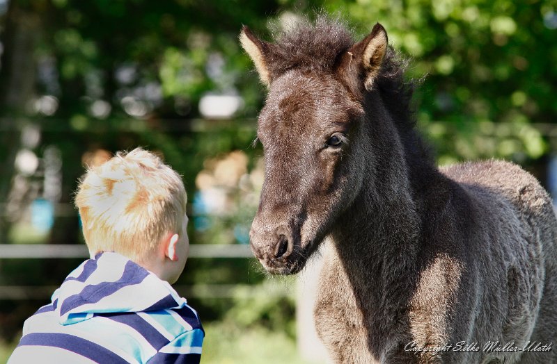 _MG_3119a.jpg - Hrafn von Heidmoor + Thorge
