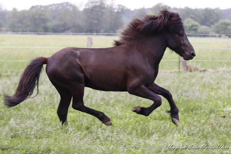 _MG_3764.JPG - Alvar fra Sotra-Hofi