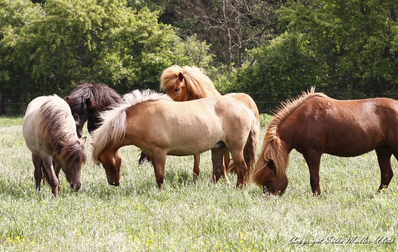 _MG_3795.JPG - Alvars Stutenherde