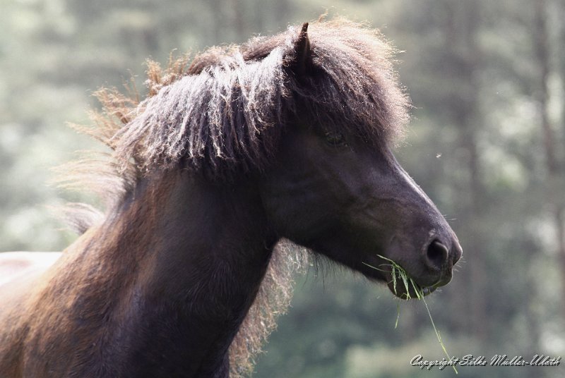 _MG_3809.JPG - Alvar fra Stora-Hofi