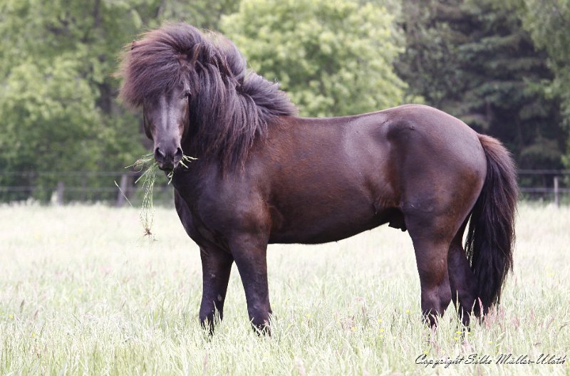 _MG_3825.JPG - Alvar fra Stora-Hofi