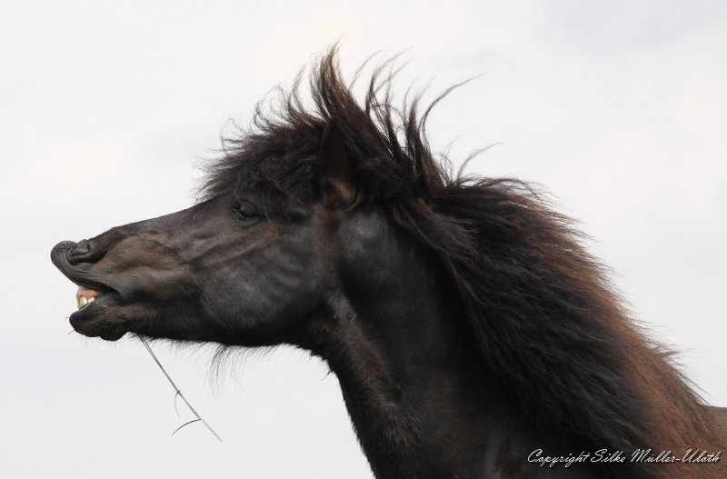 _MG_3829.JPG - Alvar fra Stora-Hofi