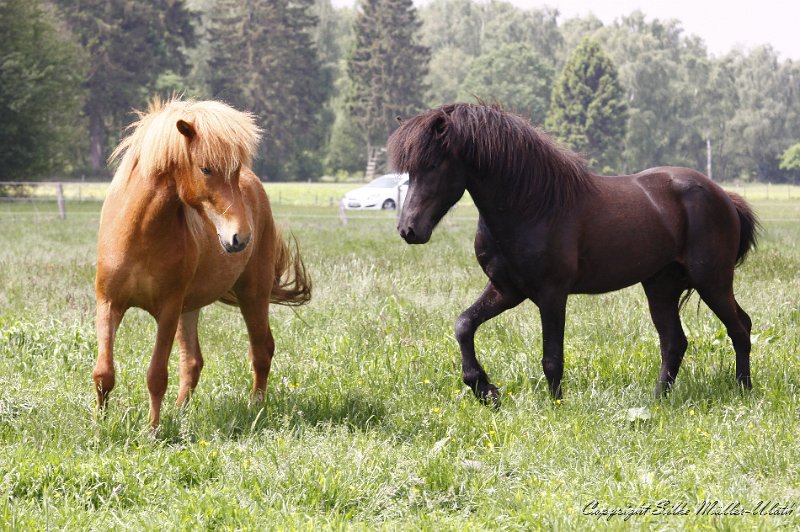 _MG_3848.JPG - Alvar fra Stora-Hofi