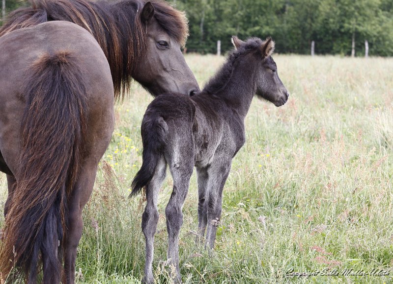 _MG_7595.JPG - Verja und Elin