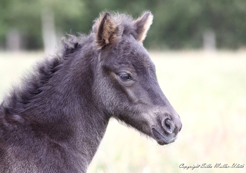 _MG_7599.JPG - Elin von Heidmoor - eine Alvar fra Stora-Hofi Tochter - 3 Tage alt