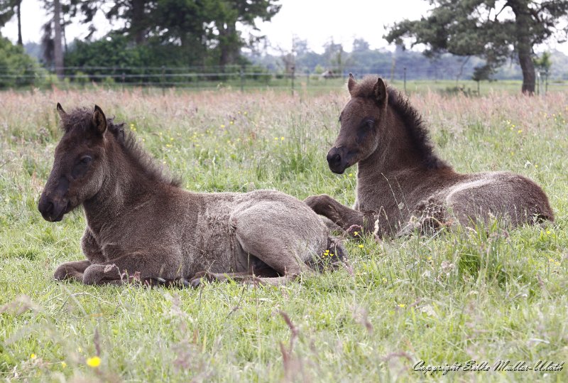 _MG_7612.JPG - Hrafn und Hrefna sind schon sehr selbststaendig