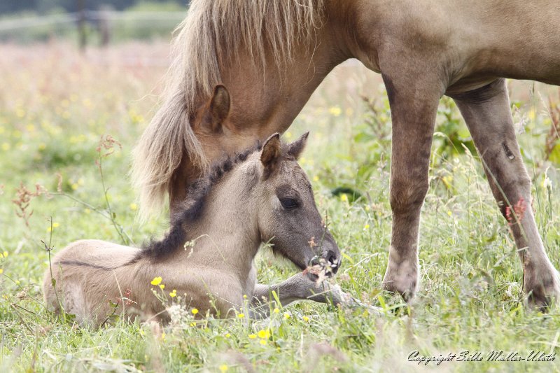 _MG_7613.JPG - Avakur von Heidmoor und seine Mutter Ysja von Heidmoor
