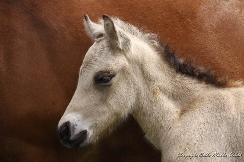 _MG_7662.JPG - Dagur von Heidmoor - ein Garpur von Carlshoej Sohn - 1 Tag alt