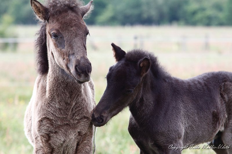 _MG_7714.JPG - Hrafn und Nelson