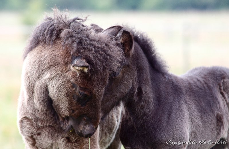 _MG_7719.JPG - Hrafn und Nelson