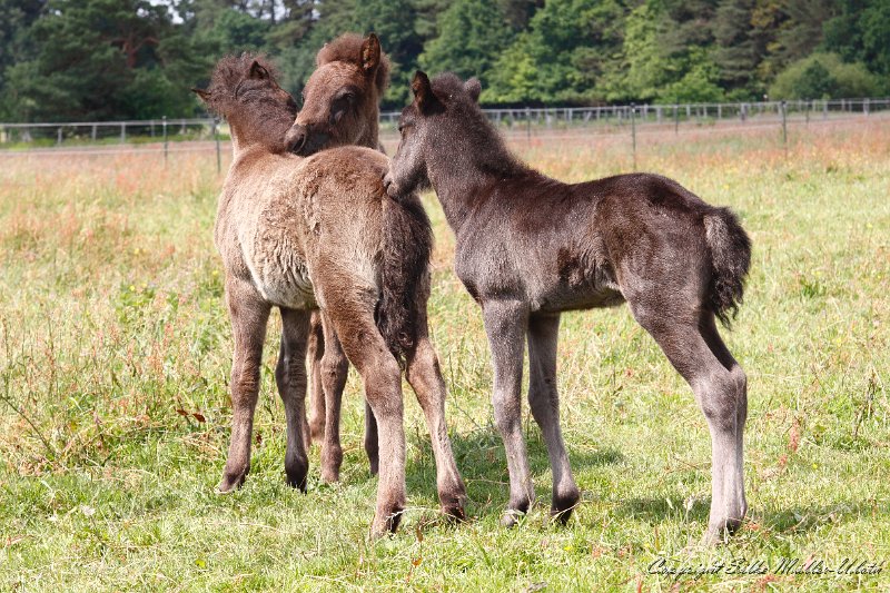 _MG_7728.JPG - Kuschelstunde