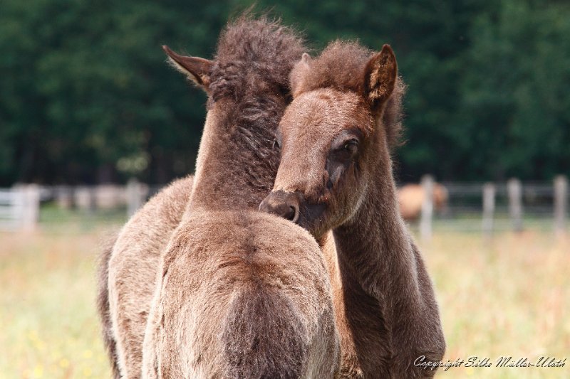 _MG_7729.JPG - Kuschelstunde