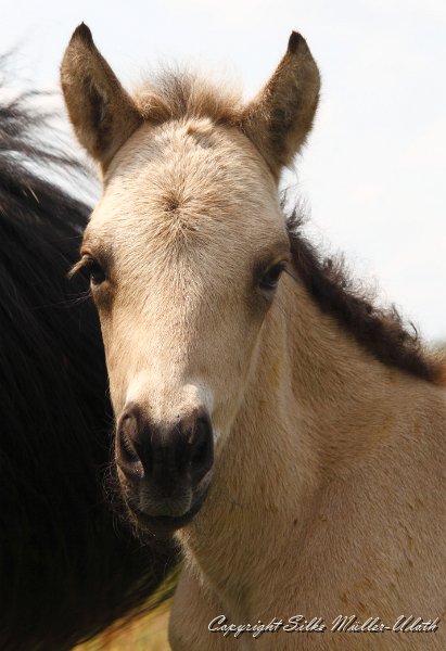 _MG_7736.JPG - Dagur von Heidmoor - ein Garpur von Carlshoej Sohn - 1 Tag alt