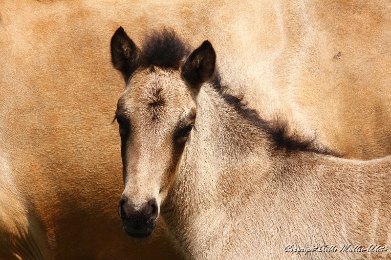 _MG_7759.JPG - Hrydja von Heidmoor - eine Alvar fra Stora-Hofi Tochter