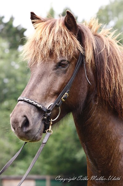 _MG_9820.jpg - Elding von Heidmoor - eine Verja fra Strandarhoefdi Tochter - zeigt sich sehr lernwillig und freut sich, wenn sie geritten wird