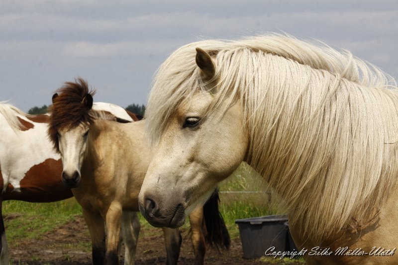 Gloi.JPG - Gloi von Heidmoor - ein wenig islaendische Lichtverhaeltnisse