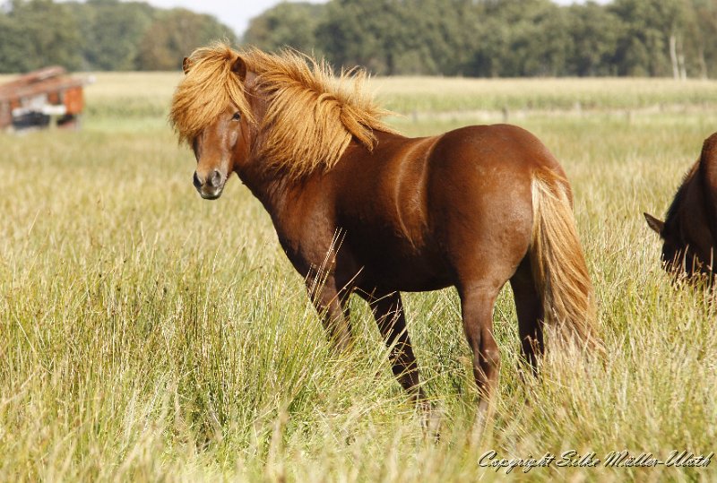 _MG_0004.JPG - Dreyri von Heidmoor