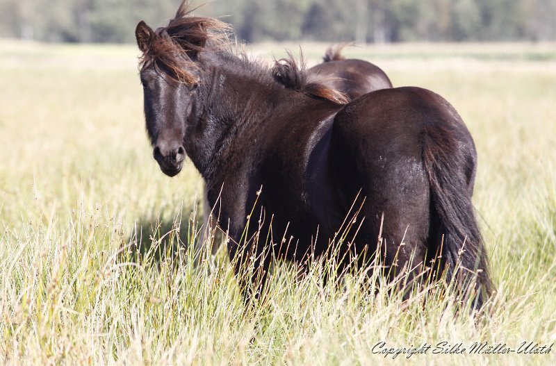 _MG_0011.JPG - Undrandi